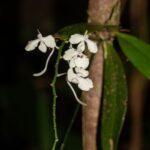 Aerangis citrata