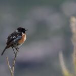 African Stonechat (male)