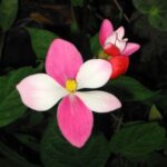 Begonia betsimisaraka