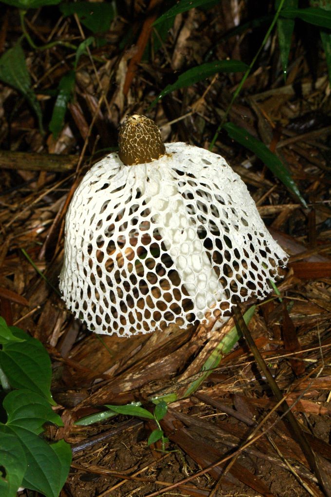 Bridal Veil Stinkhorn