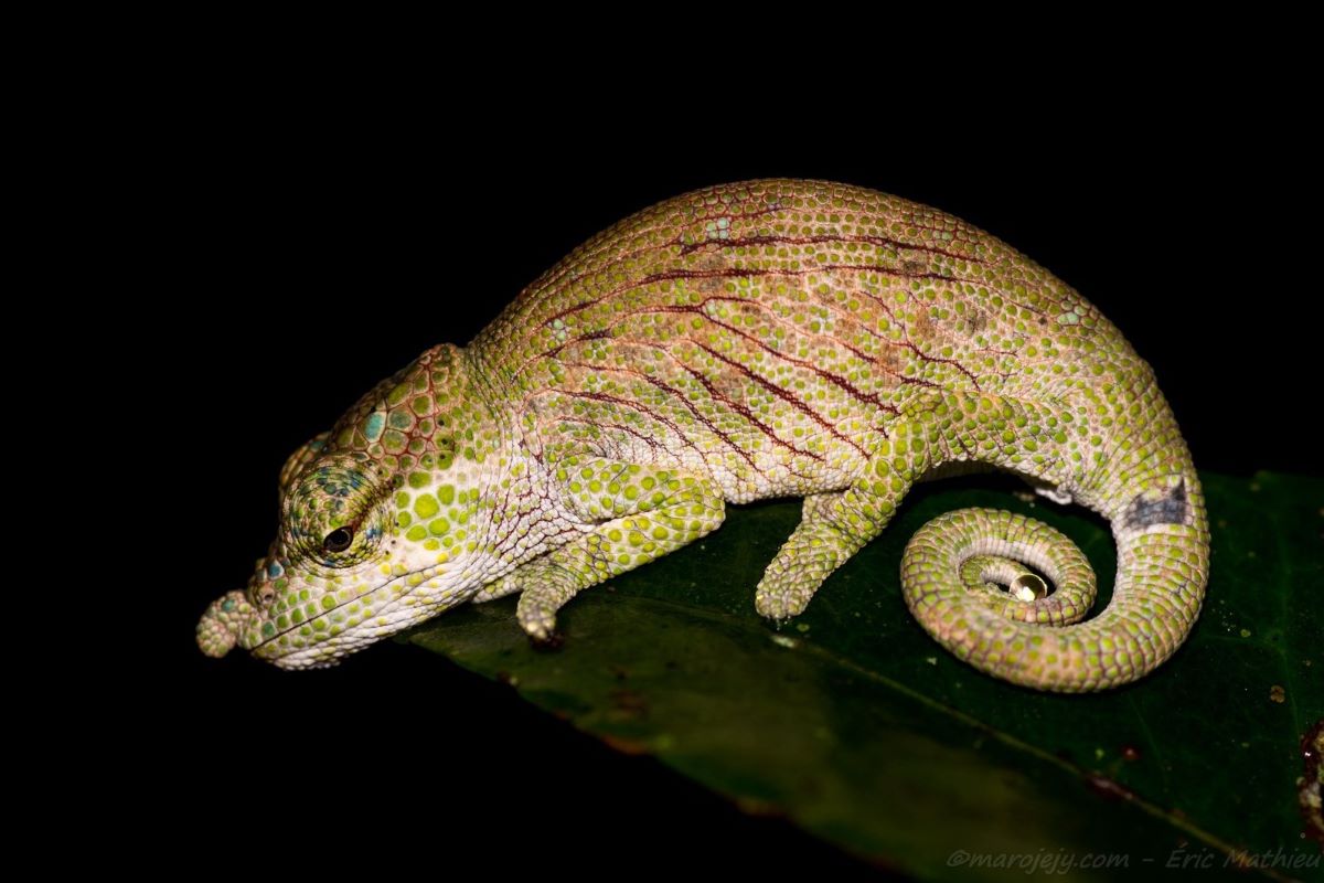 A chameleon with green spots, dark red stripes, bulbous nose and curled tail sits on a green leaf.