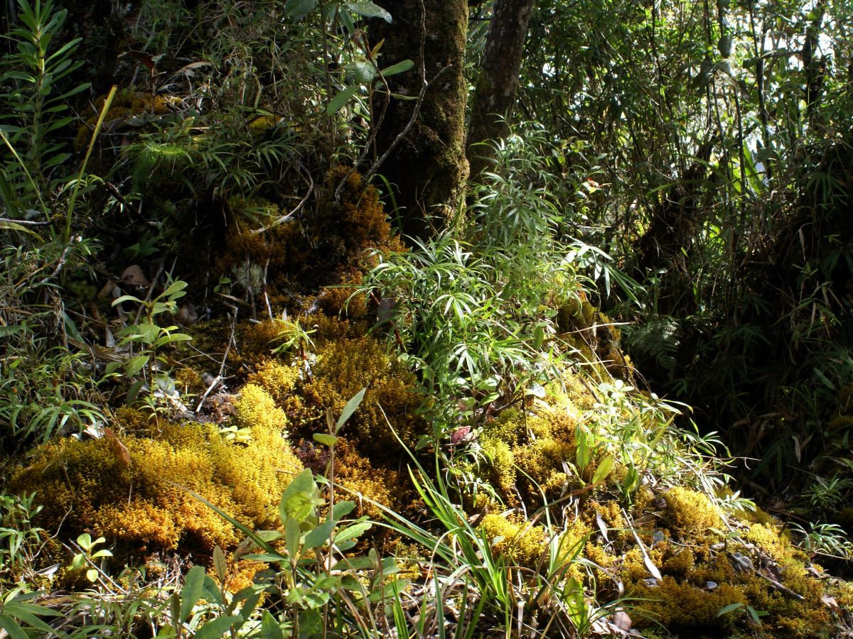 Mosses and dense vegetation cover the lush green forest floor.