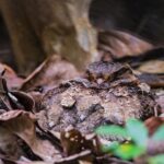 Collared Nightjar