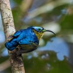 Common Sunbird-Asity (male)