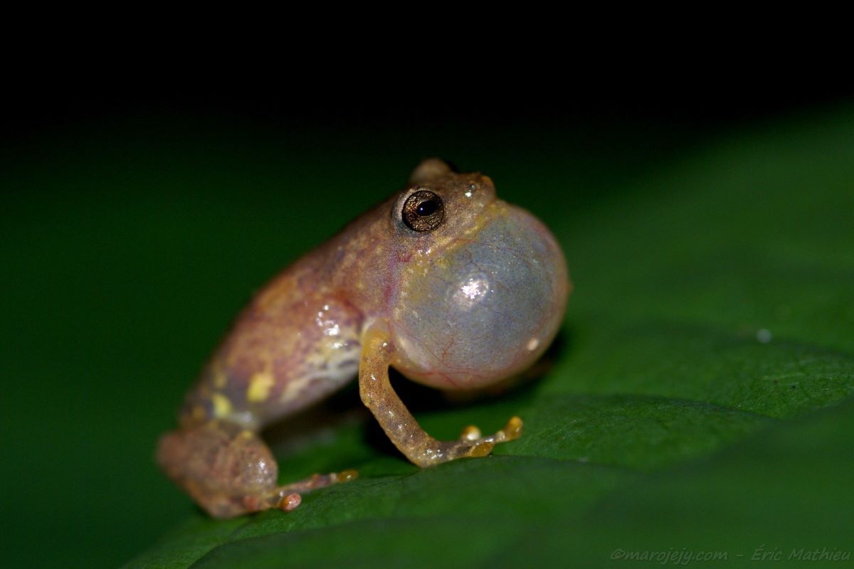 A small frog with translucent skin sits on a green leaf with its throat pouch inflated.