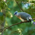 Crested Coua