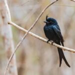 Crested Drongo