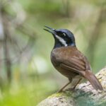 Crossley's Vanga (male)
