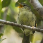 Cryptic Warbler
