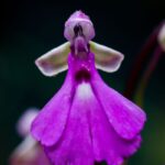 Cynorkis lowiana
