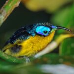 Male Common Sunbird-Asity (Neodrepanis coruscans) perched in forest understory. Marojejy National Park