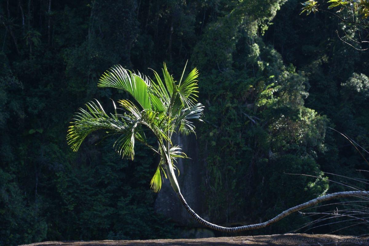 A palm tree with a long, curving trunk and bright green fronds is lit by sunlight against the dark green of the forest in the background.