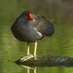 Eurasian Moorhen