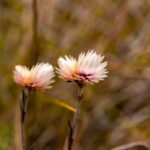 Everlasting Flowers (Genus Helichrysum)