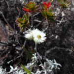 Everlasting Flowers (Genus Helichrysum)