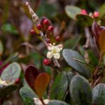 Family Clusiaceae