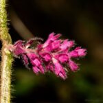 Marojejy flower