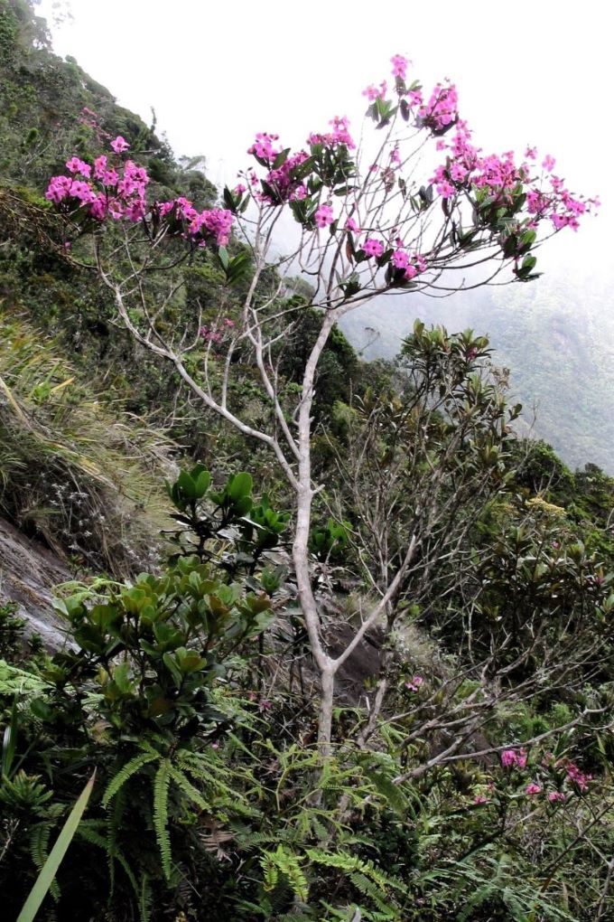 Flowering tree near summit