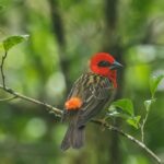 Forest Fody (male, breeding)