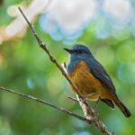 Forest Rock-Thrush