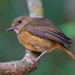 Forest Rock-Thrush (female)