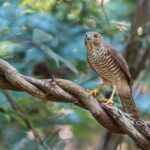 Frances's Sparrowhawk (female)