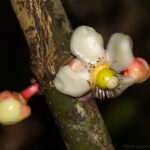 Garcinia sp.
