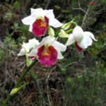 Gastrorchis pulchra