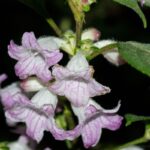 Acanthopale sp.