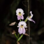 Cynorkis sp.