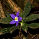 Exacum sp.
