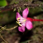 Medinilla sp.