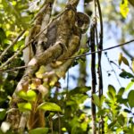 Avahi laniger (Avahi laineux oriental - Eastern Woolly Lemur)