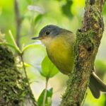 Gray-crowned Tetraka