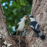 Hook-billed Vanga