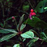 Impatiens hendrikii