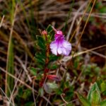 Impatiens marojejyensis