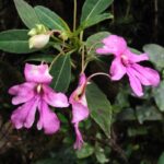 Impatiens sp.