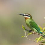 Madagascar Bee-eater