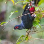 Madagascar Blue-Pigeon