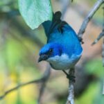 Madagascar Blue Vanga (female)