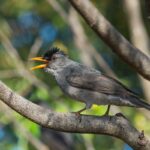 Madagascar Bulbul