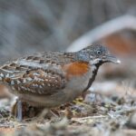 Madagascar Buttonquail (female)