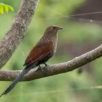 Madagascar Coucal (non-breeding)