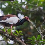 Madagascar Crested Ibis
