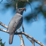 Madagascar Cuckooshrike (female)