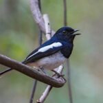 Madagascar Magpie-Robin