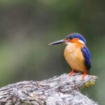 Madagascar Malachite Kingfisher