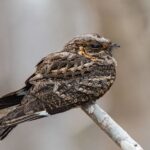 Madagascar Nightjar
