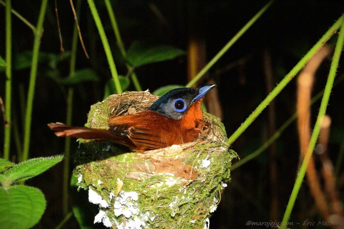 A small, reddish-brown bird with a bright blue ring around its eye and a bluish bill sits in a small nest constructed of mosses and lichens.